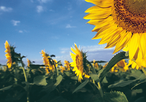 sunflower